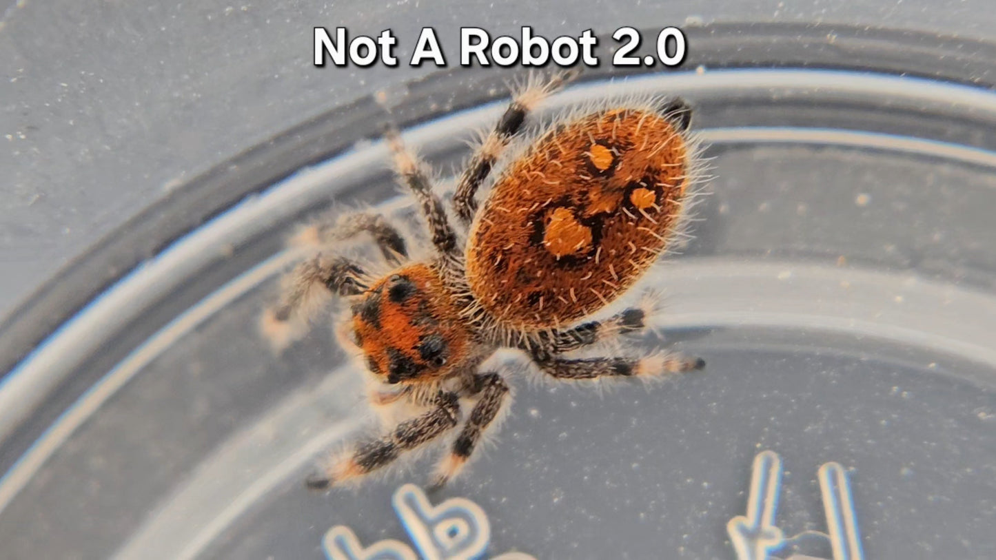 Not A Robot 2.0 - Female Regal
