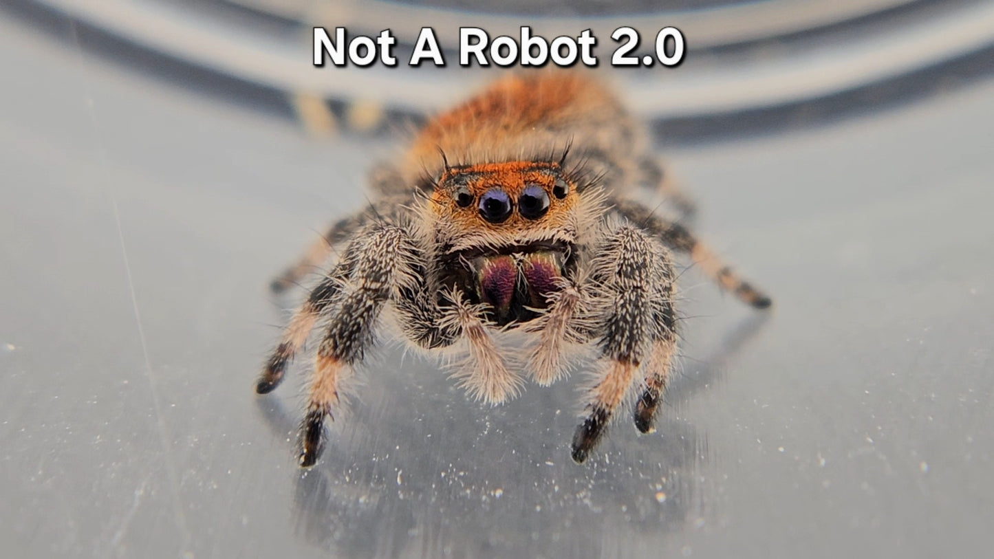 Not A Robot 2.0 - Female Regal