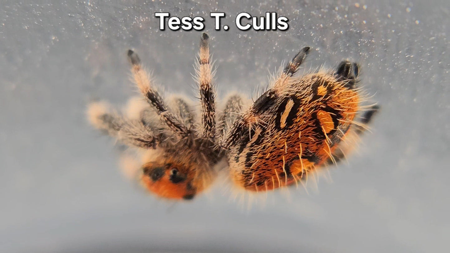 Tess T. Culls