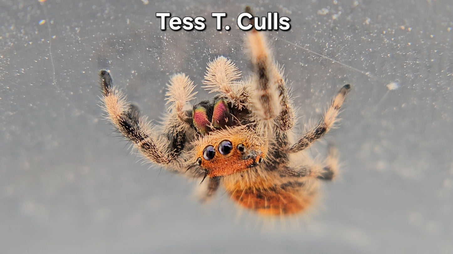 Tess T. Culls