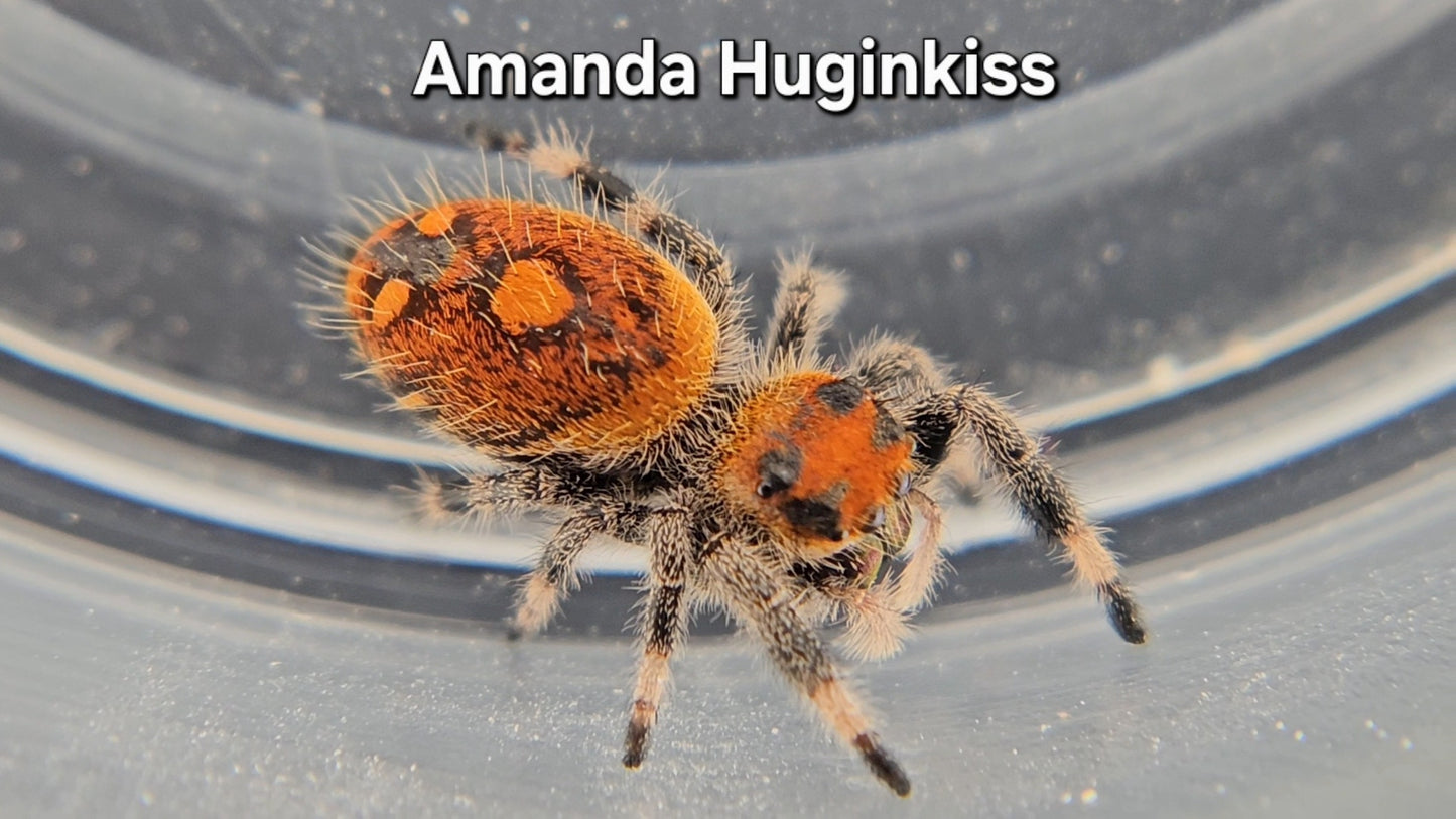Amanda Huginkiss - Female Regal