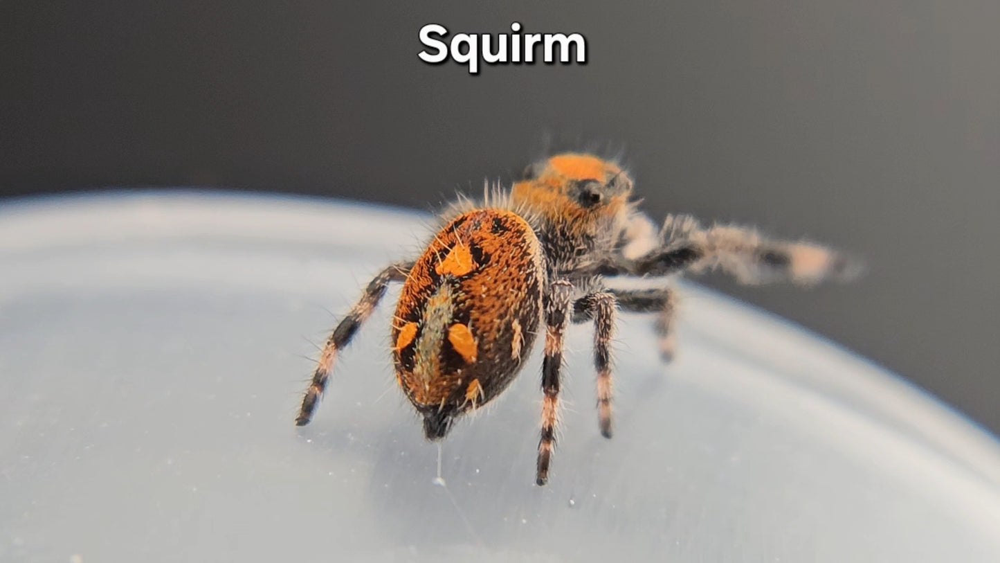 Squirm - Female Regal