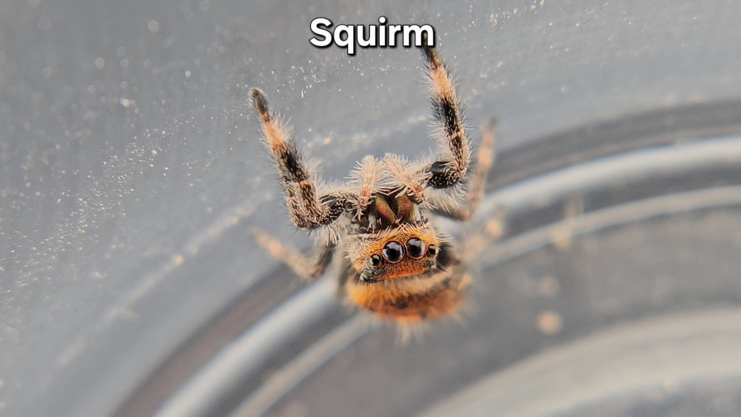 Squirm - Female Regal