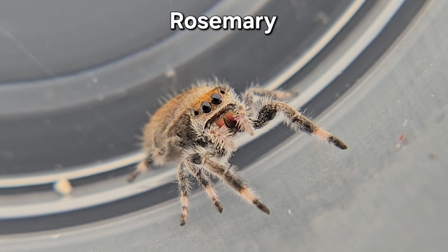 Rosemary - Female Regal