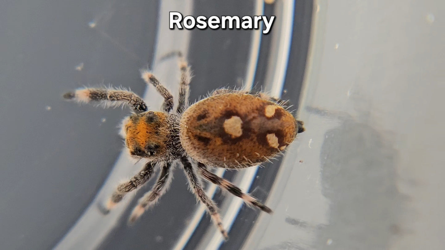 Rosemary - Female Regal