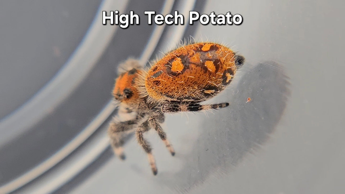 High Tech Potato - Female Regal
