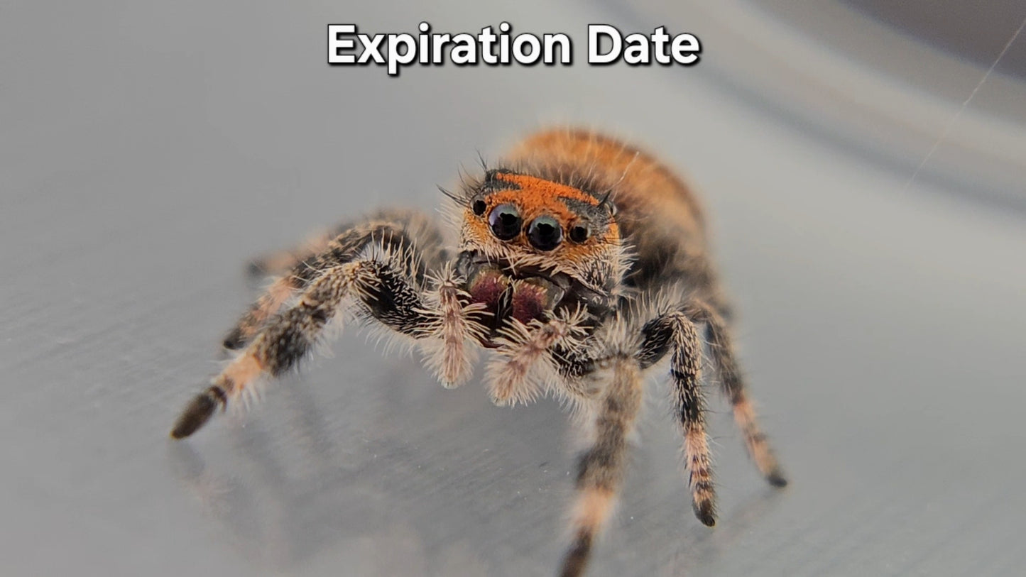Expiration Date - Female Regal