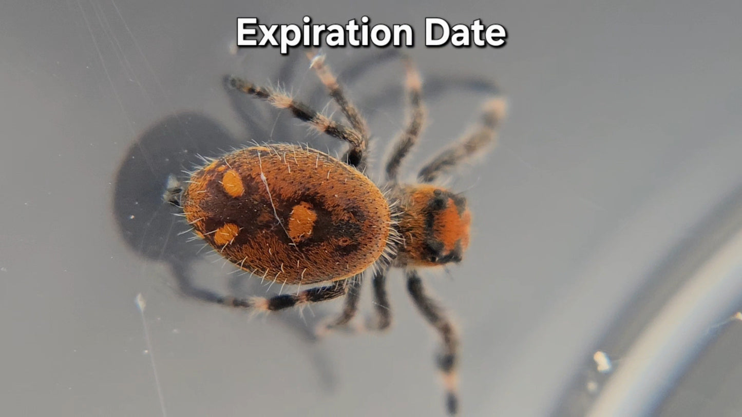 Expiration Date - Female Regal