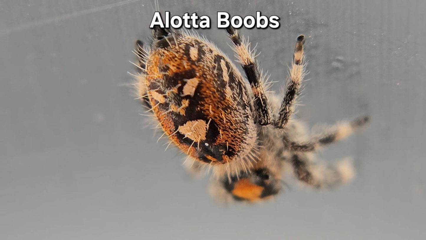 Alotta Boobs - Female Regal