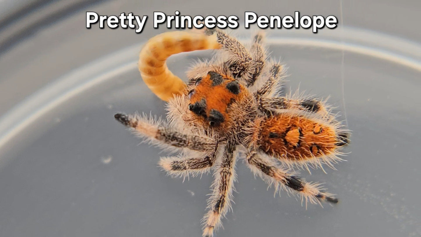 Pretty Princess Penelope - Female Regal