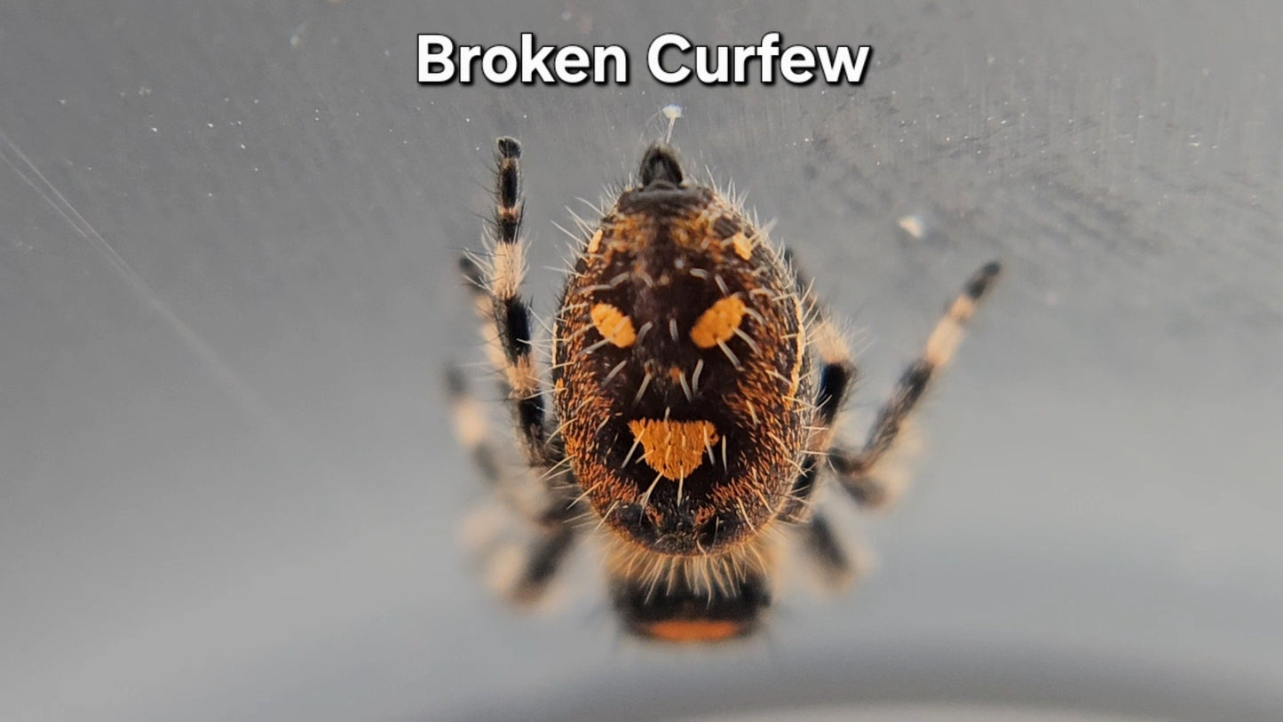 Broken Curfew - Female Regal