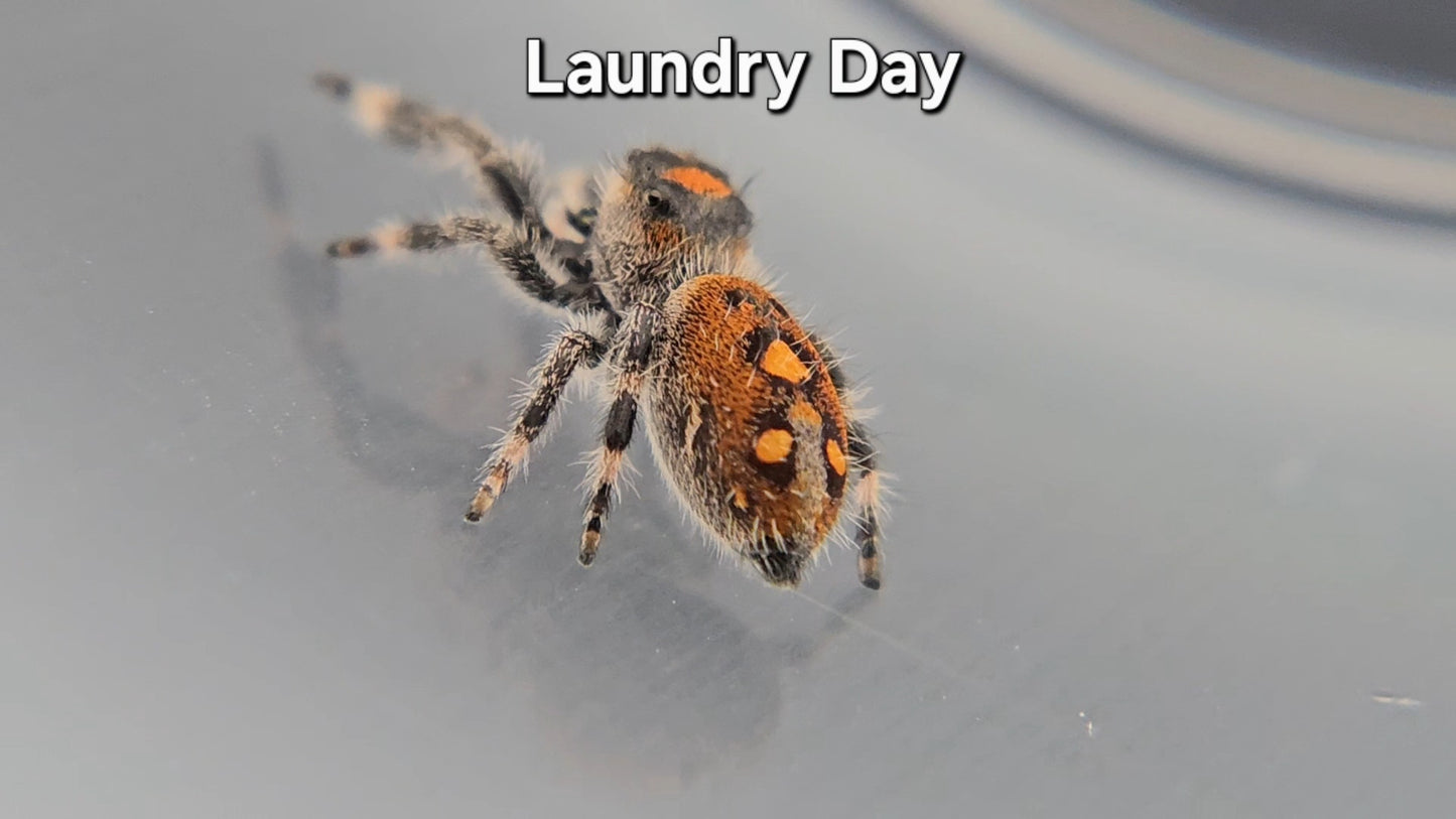 Laundry Day - Female Regal