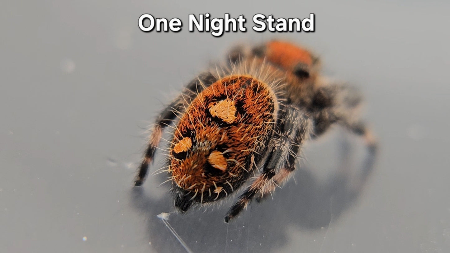 One Night Stand - Female Regal