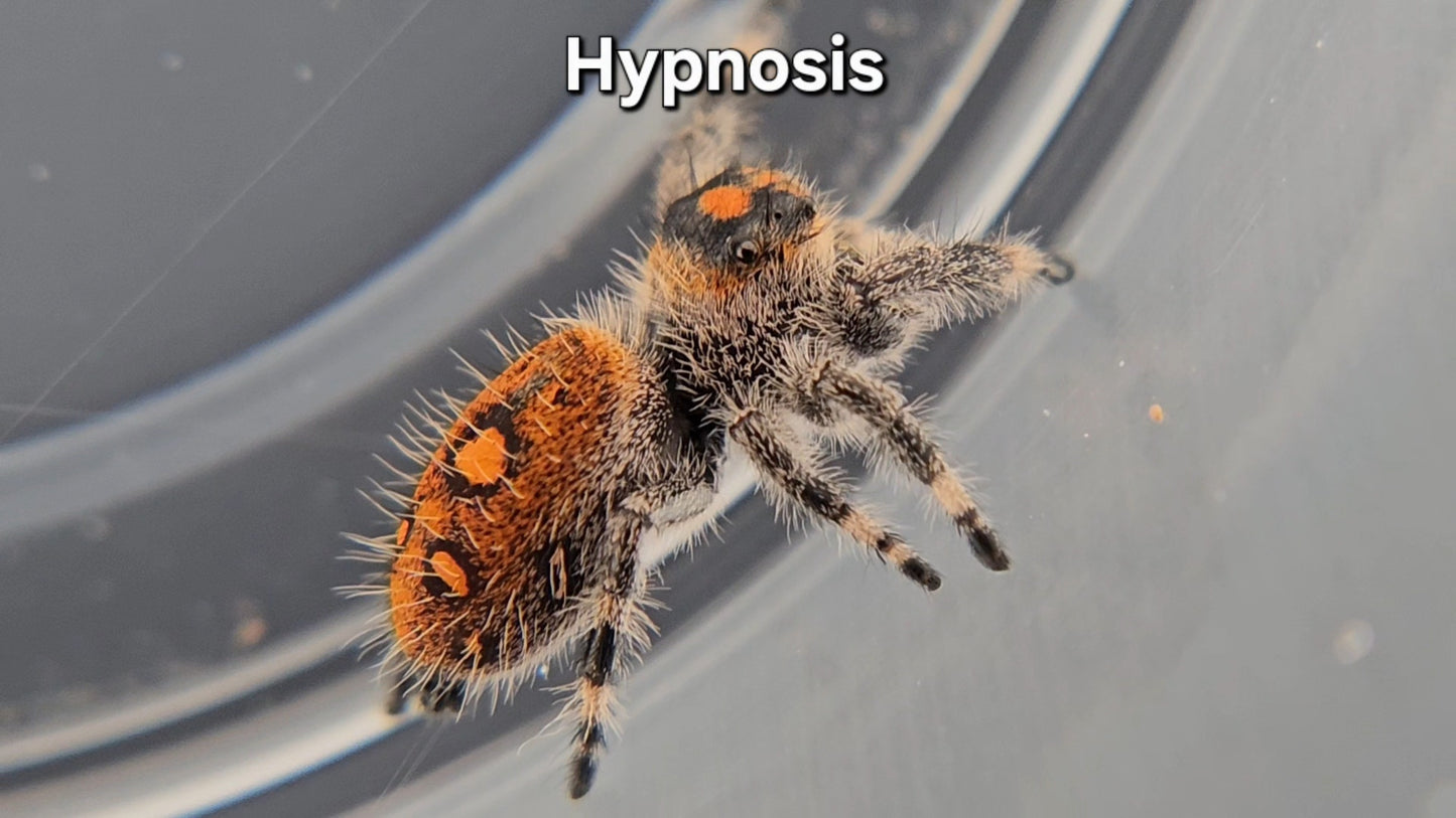 Hypnosis - Female Regal