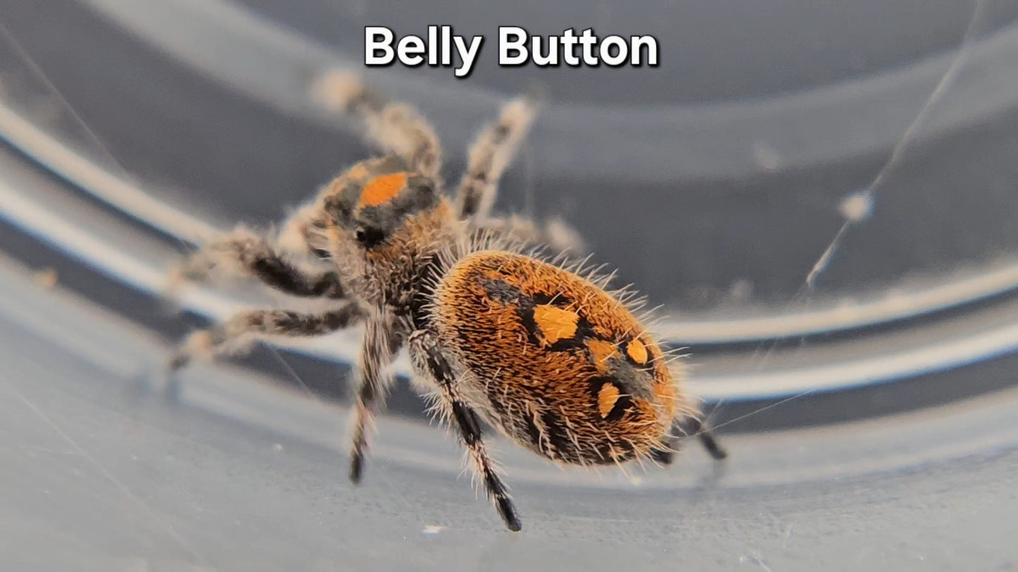 Belly Button - Female Regal