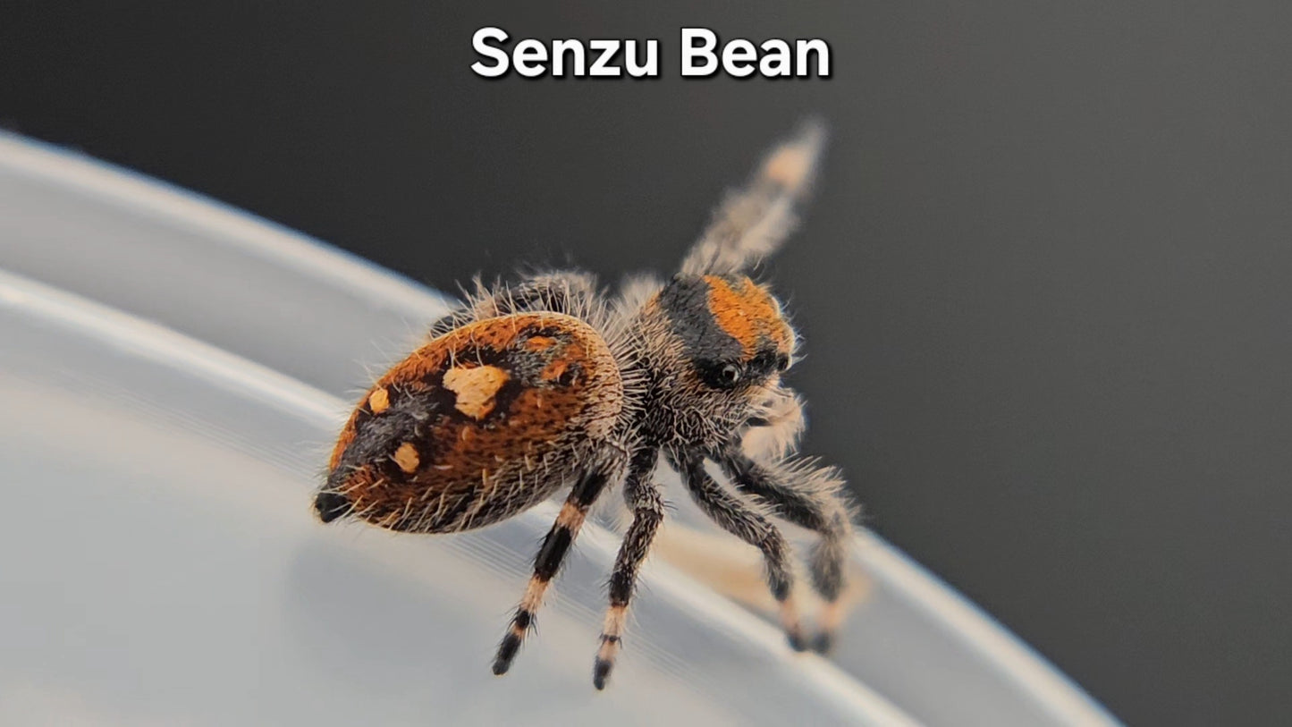 Senzu Bean - Female Regal