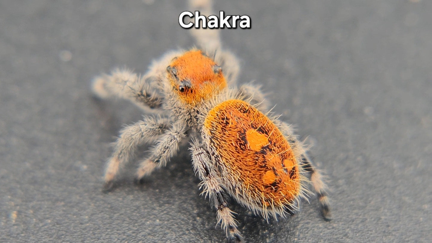 Chakra - Female Regal