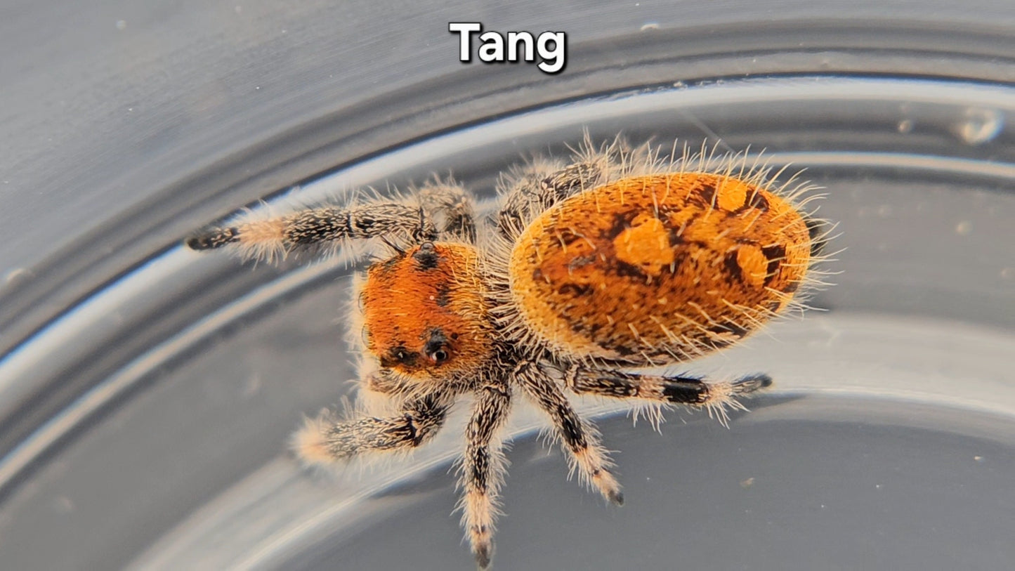 Tang - Female Regal