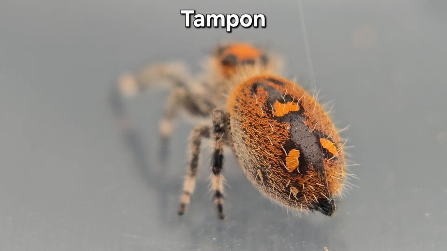 Tampon - Female Regal