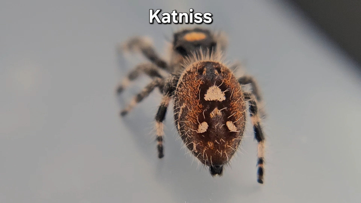 Katniss - Female Regal