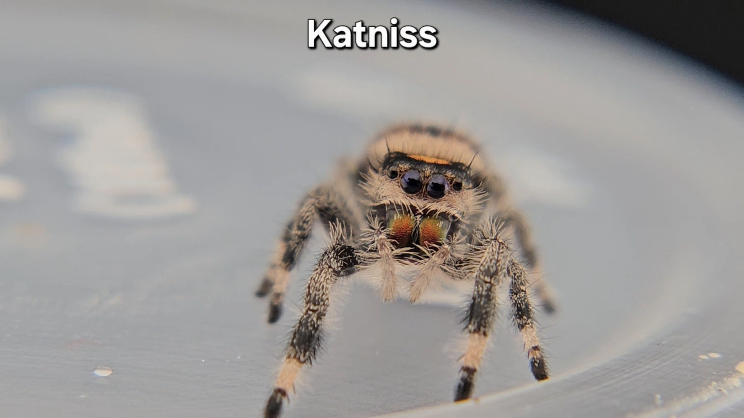 Katniss - Female Regal