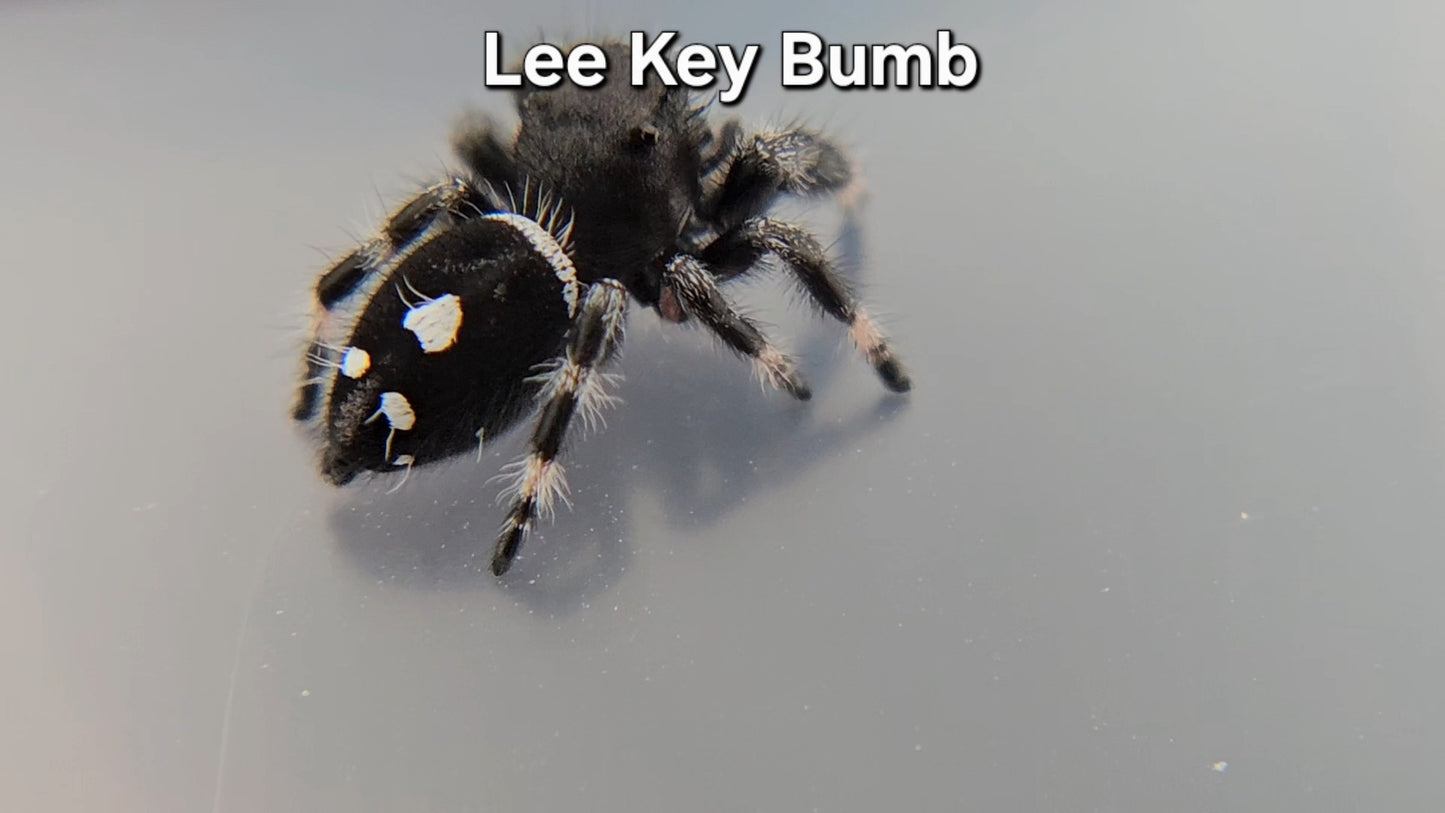 Lee Key Bumb - Male Regal