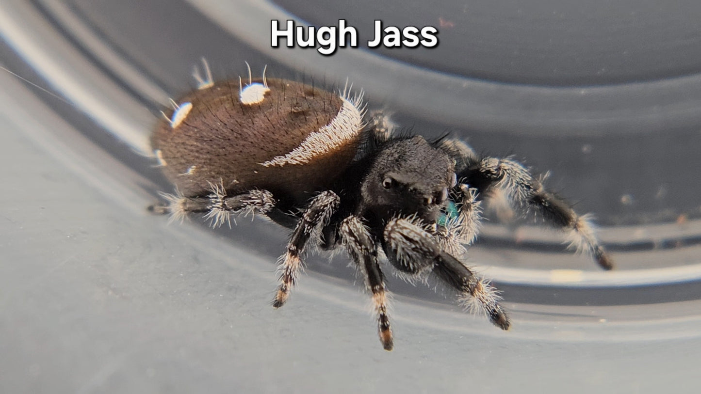 Hugh Jass - Male Regal