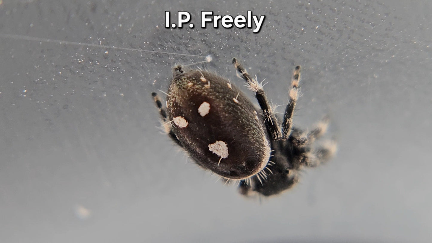 I.P. Freely - Male Regal