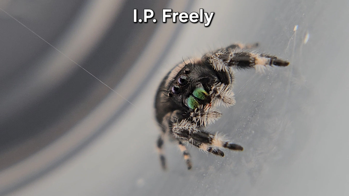 I.P. Freely - Male Regal