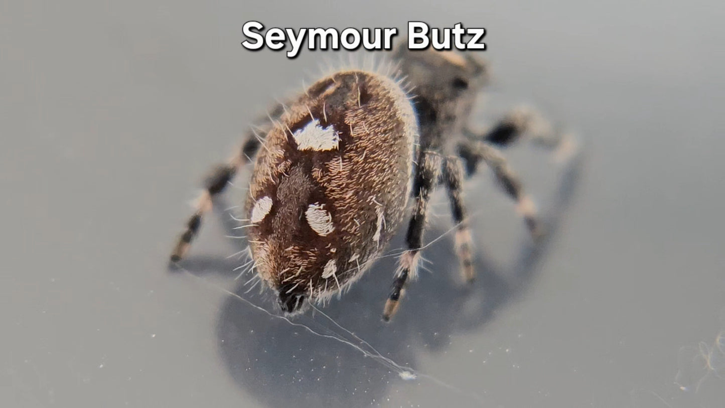 Seymour Butz - Male Regal