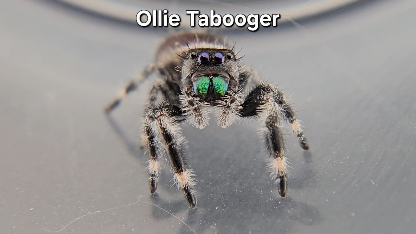 Ollie Tabooger - Male Regal