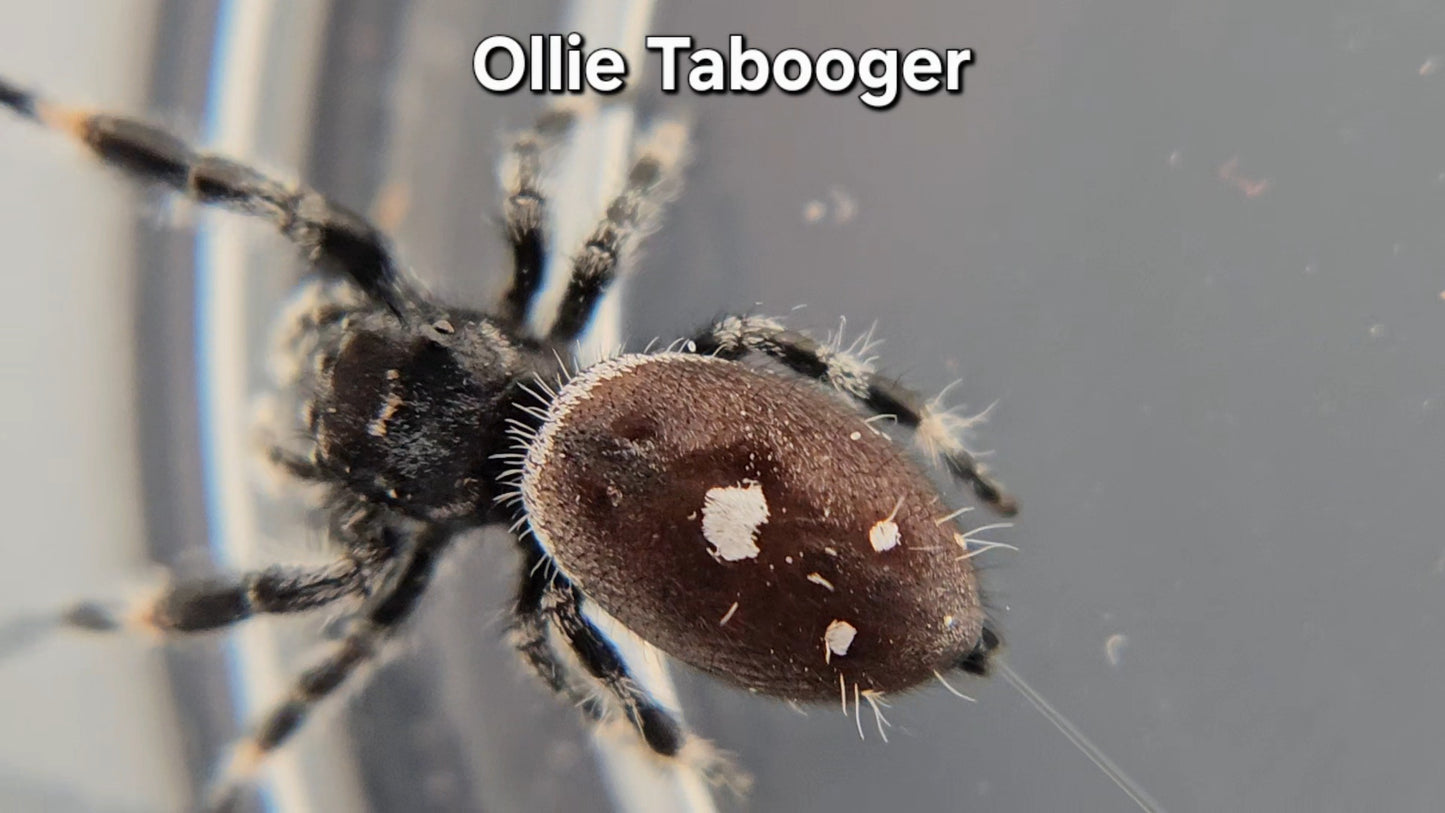 Ollie Tabooger - Male Regal
