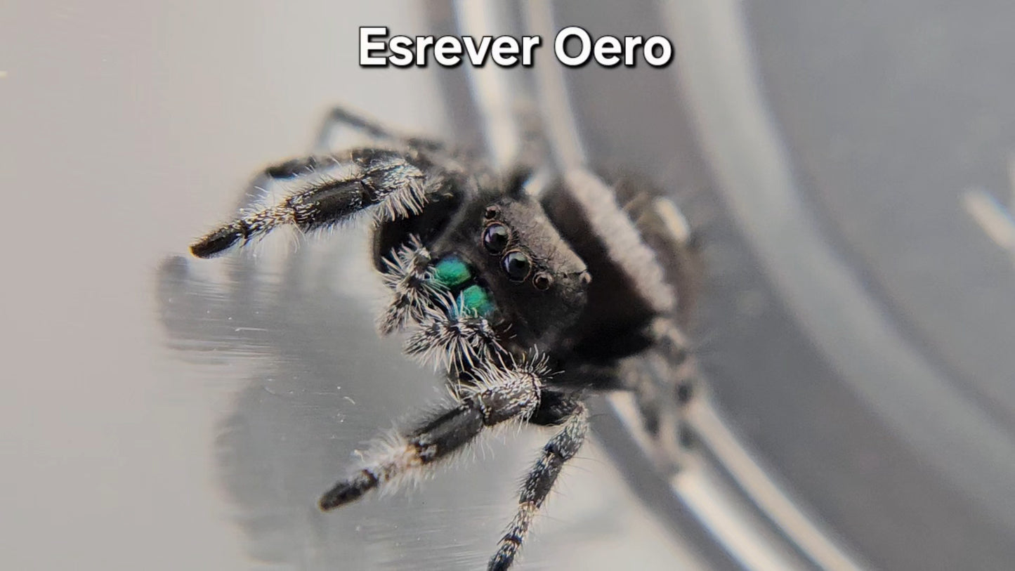 Esrever Oero - Male Regal
