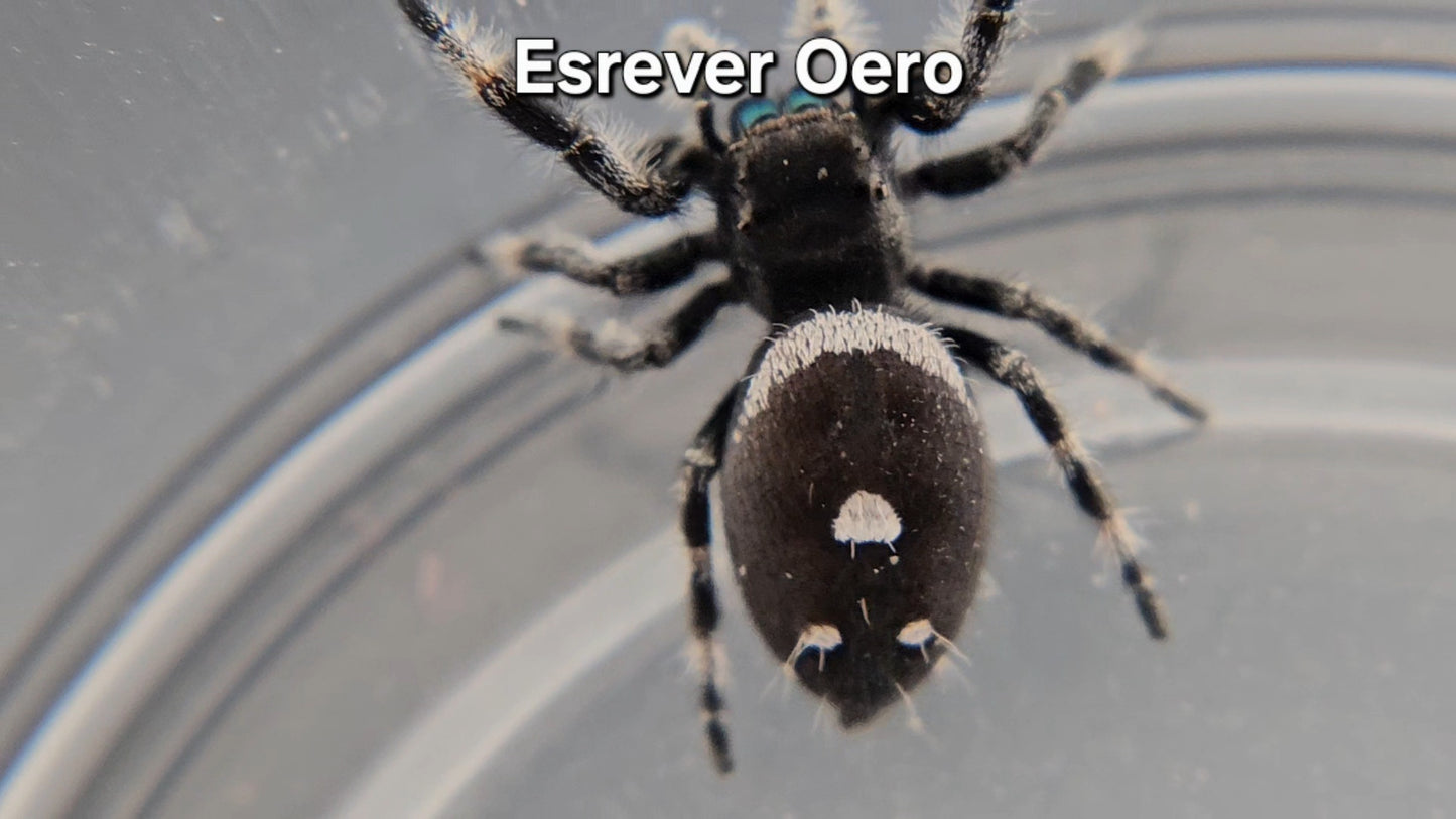 Esrever Oero - Male Regal