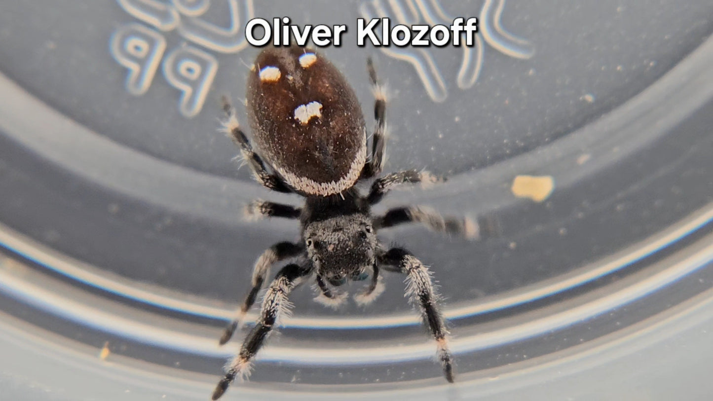 Oliver Klozoff - Male Regal