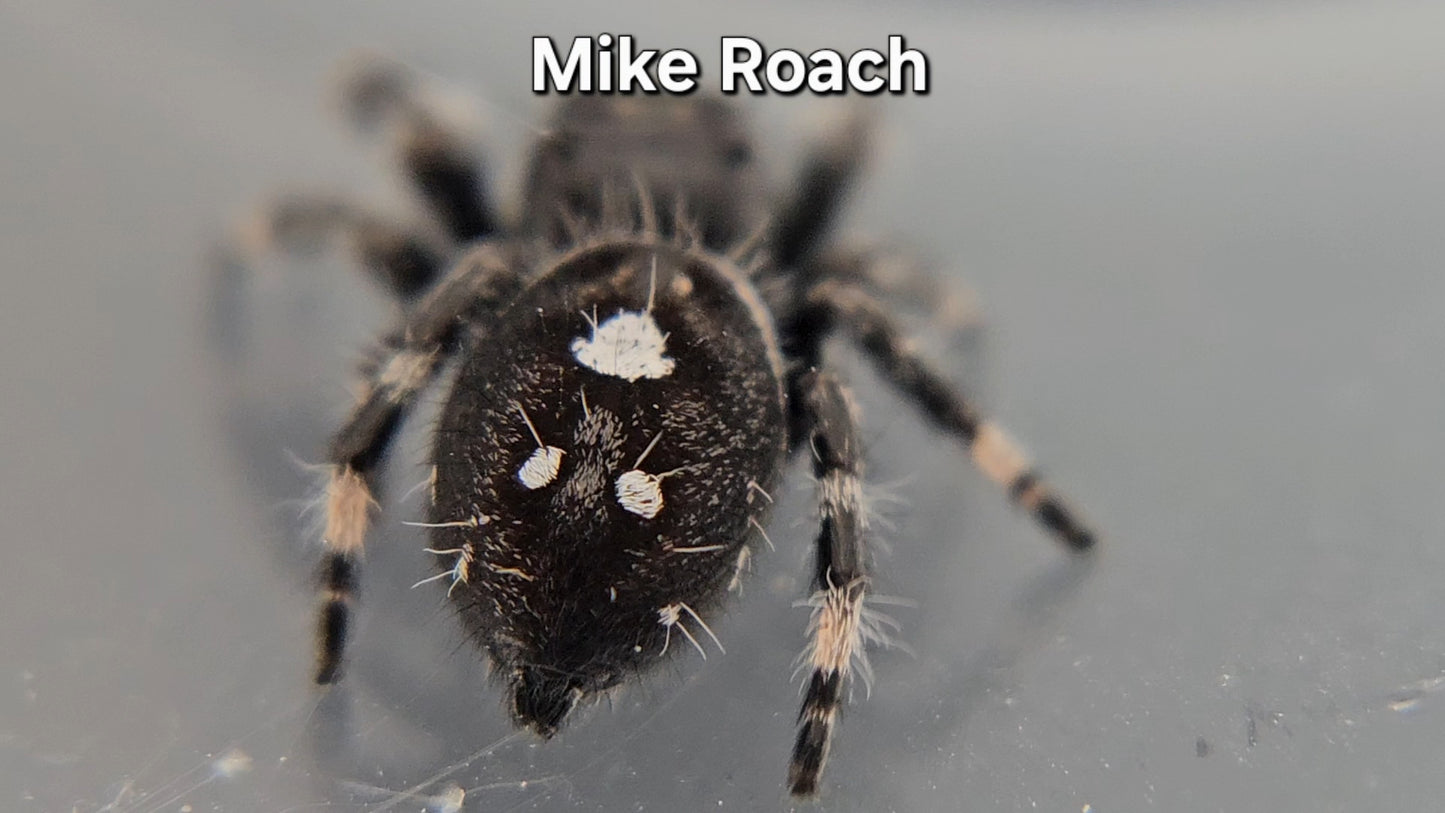 Mike Roach - Male Regal