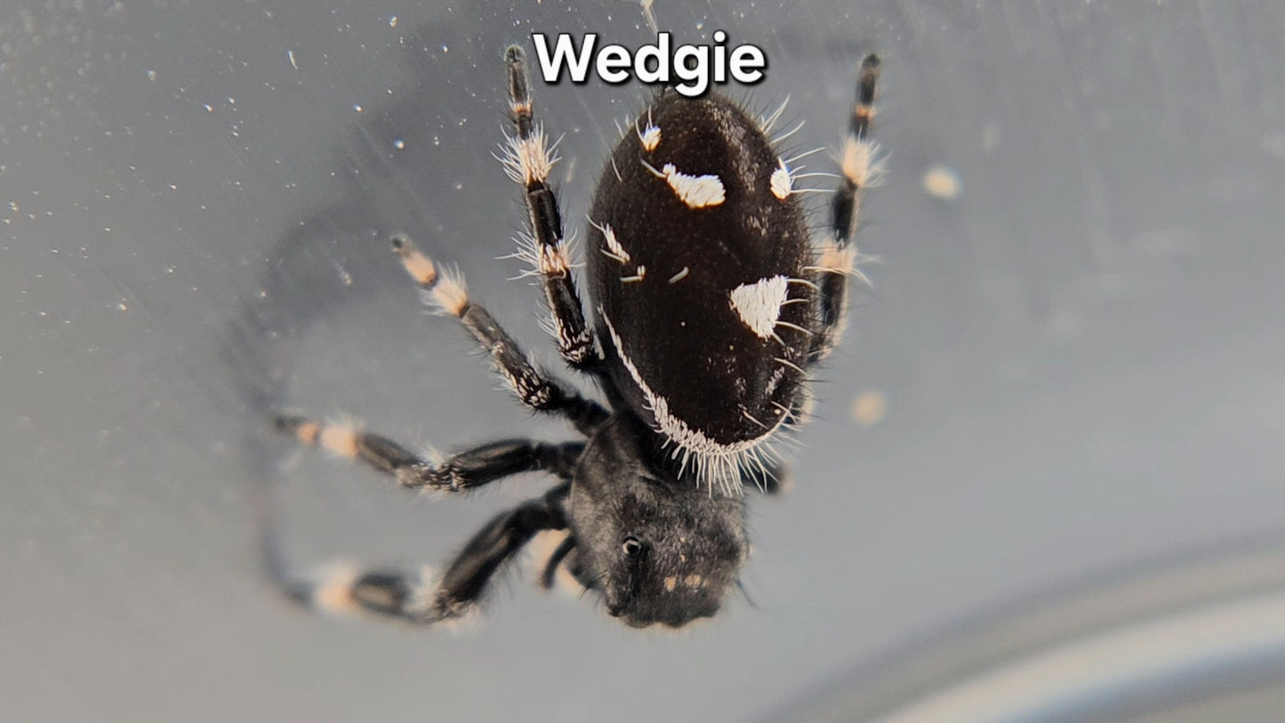 Wedgie - Male Regal