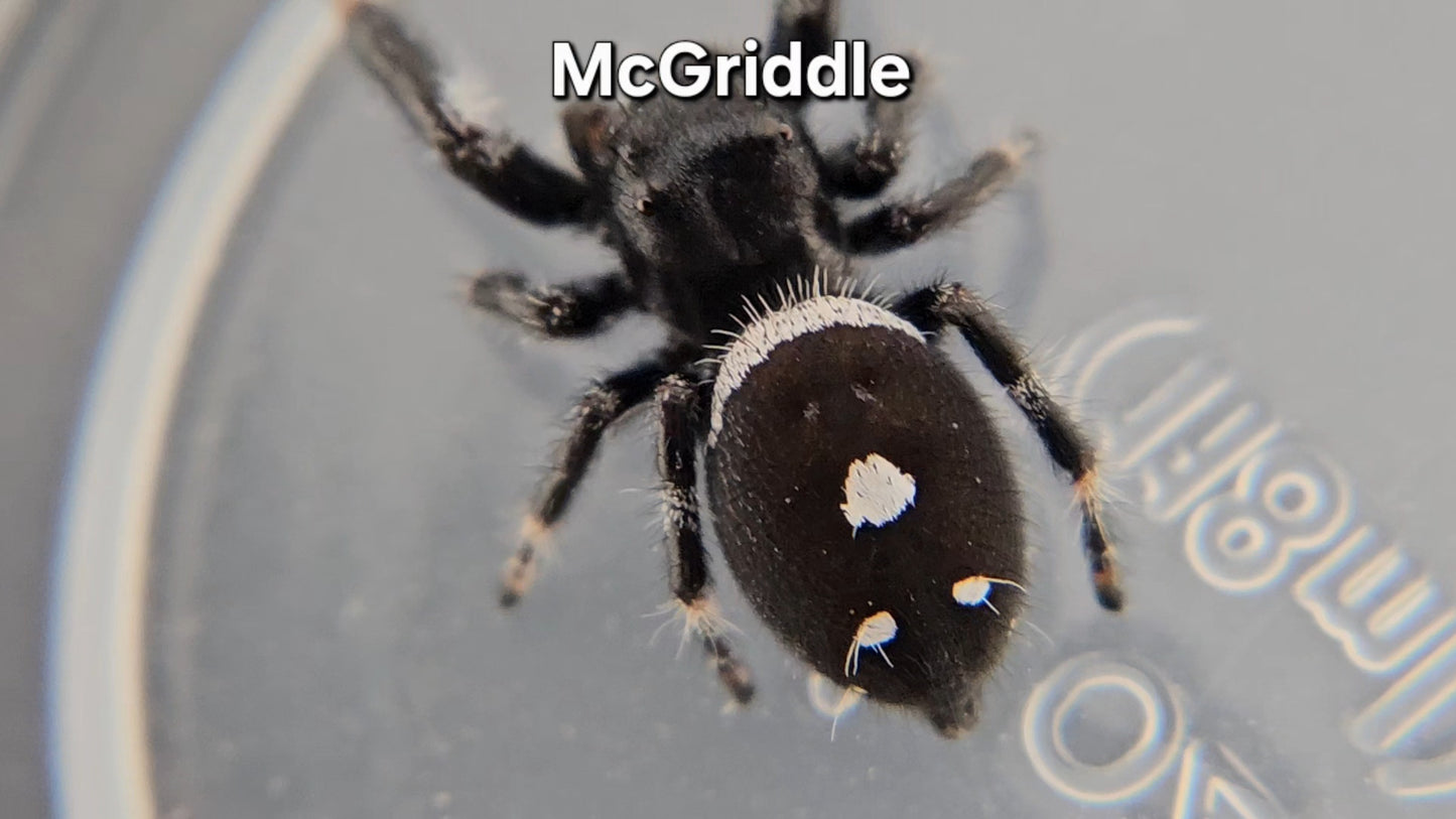 McGriddle - Male Regal