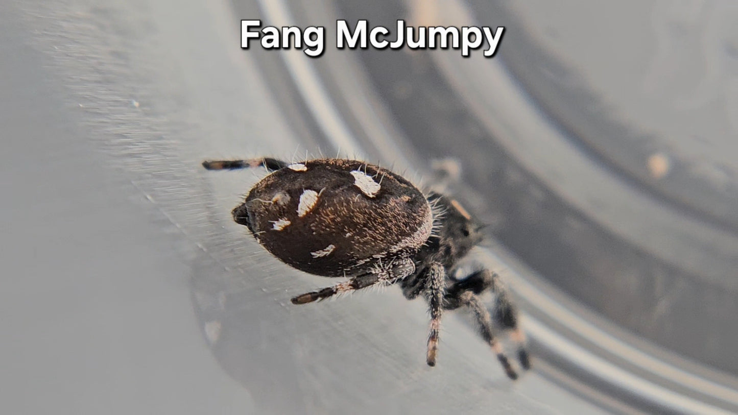 Fang McJumpy - Male Regal
