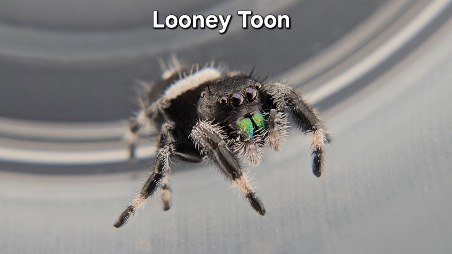 Looney Toon - Male Regal