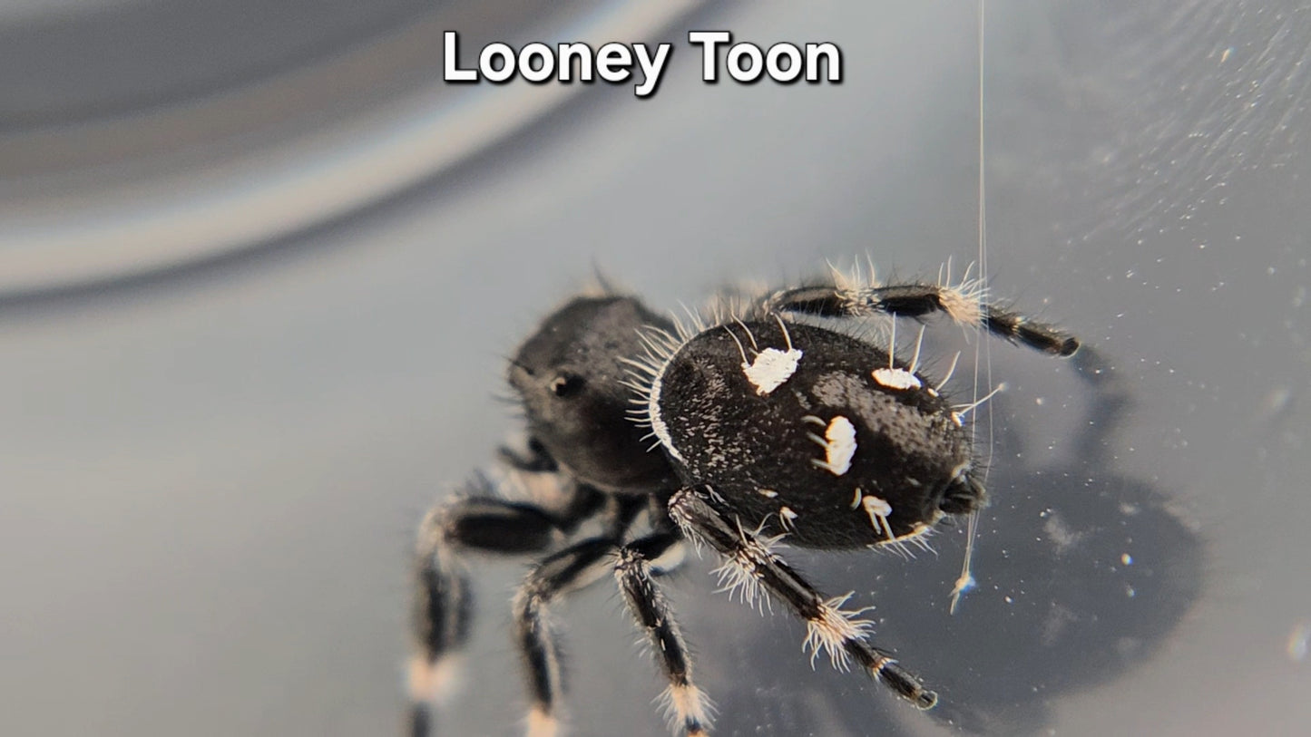 Looney Toon - Male Regal