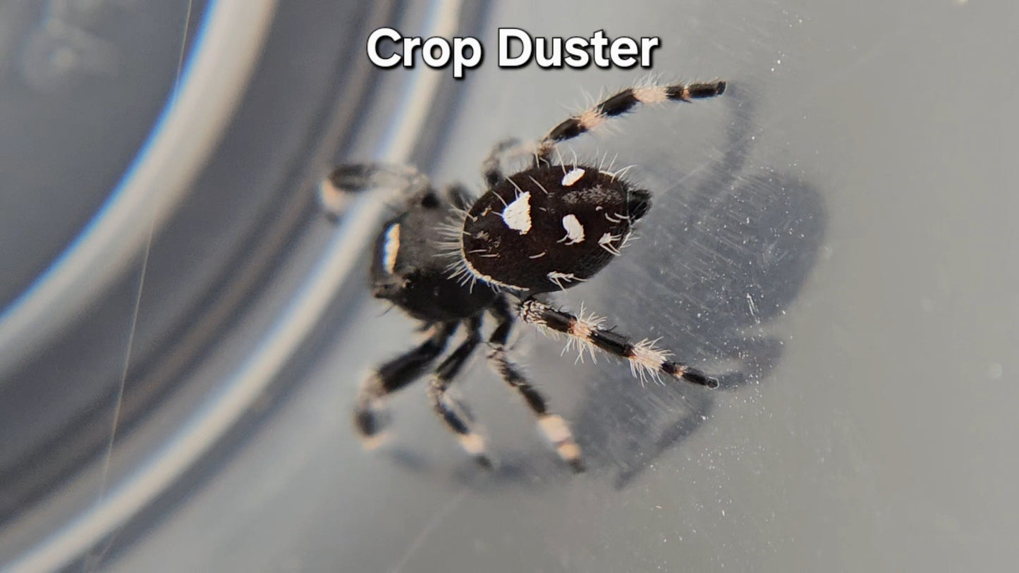 Crop Duster - Male Regal