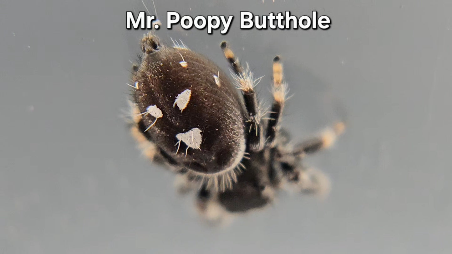 Mr. Poopy Butthole - Male Regal