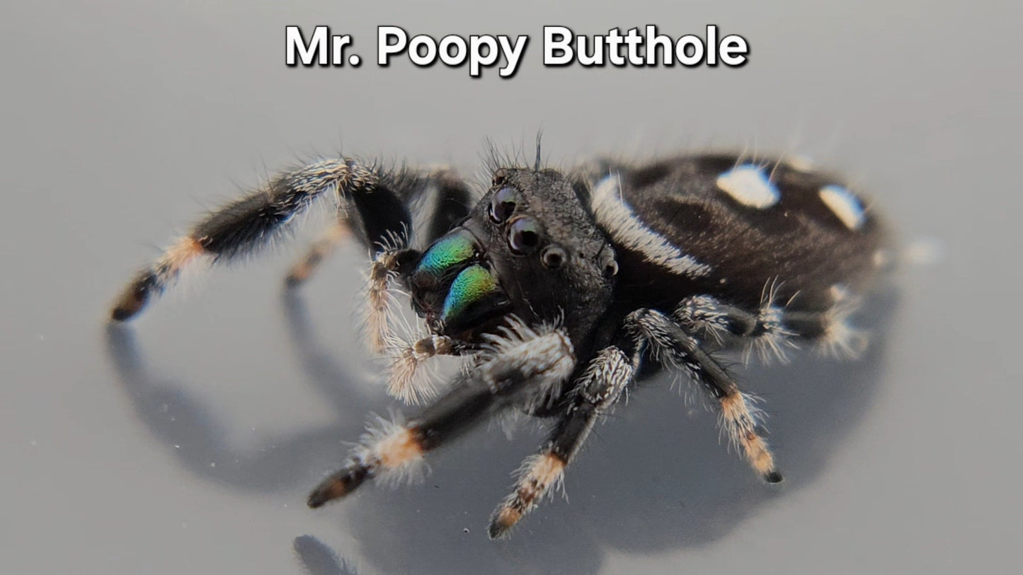 Mr. Poopy Butthole - Male Regal
