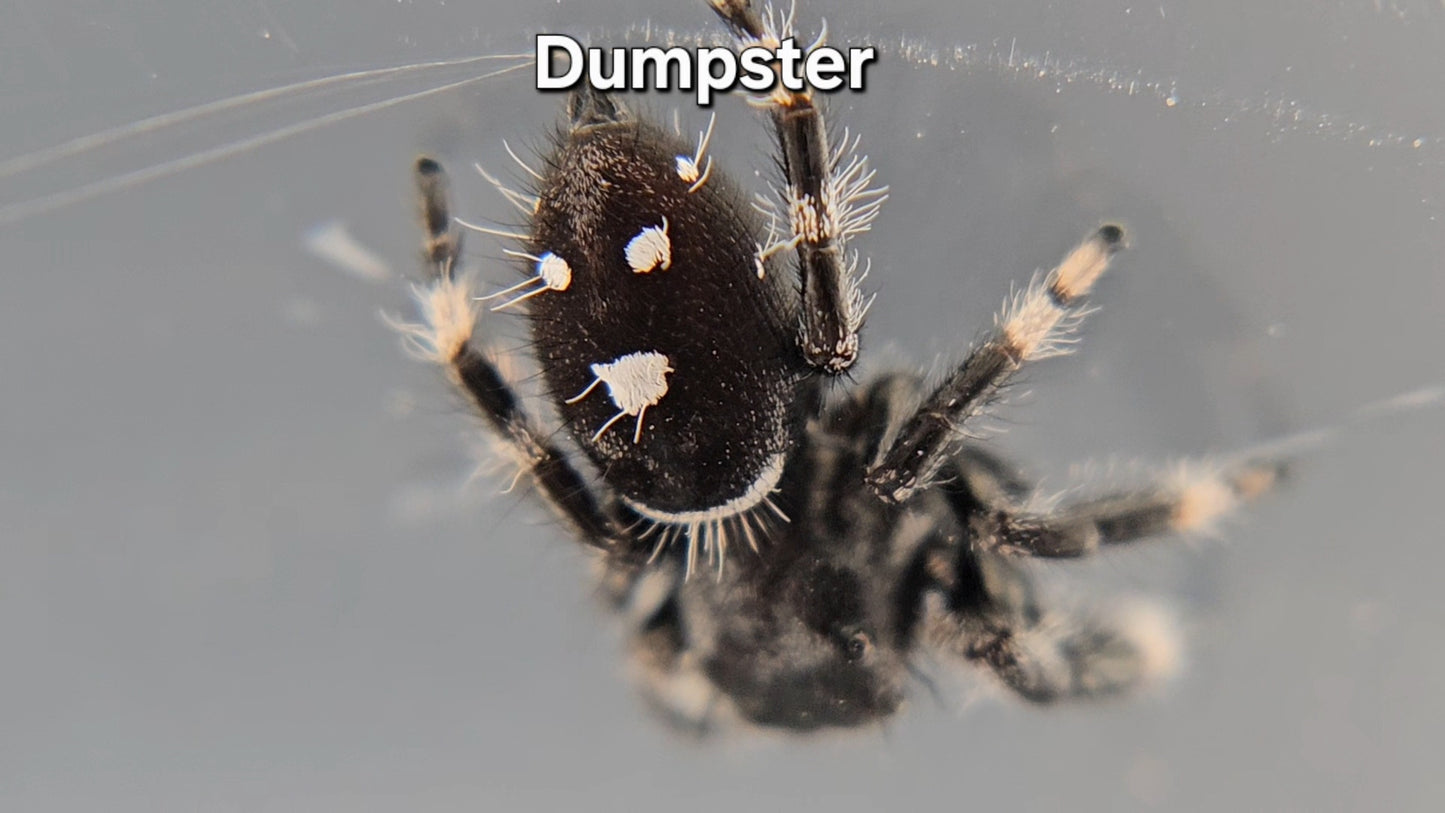 Dumpster - Male Regal