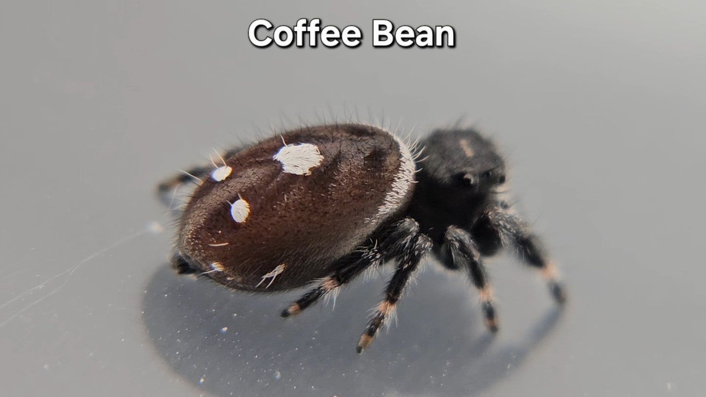 Coffee Bean - Male Regal