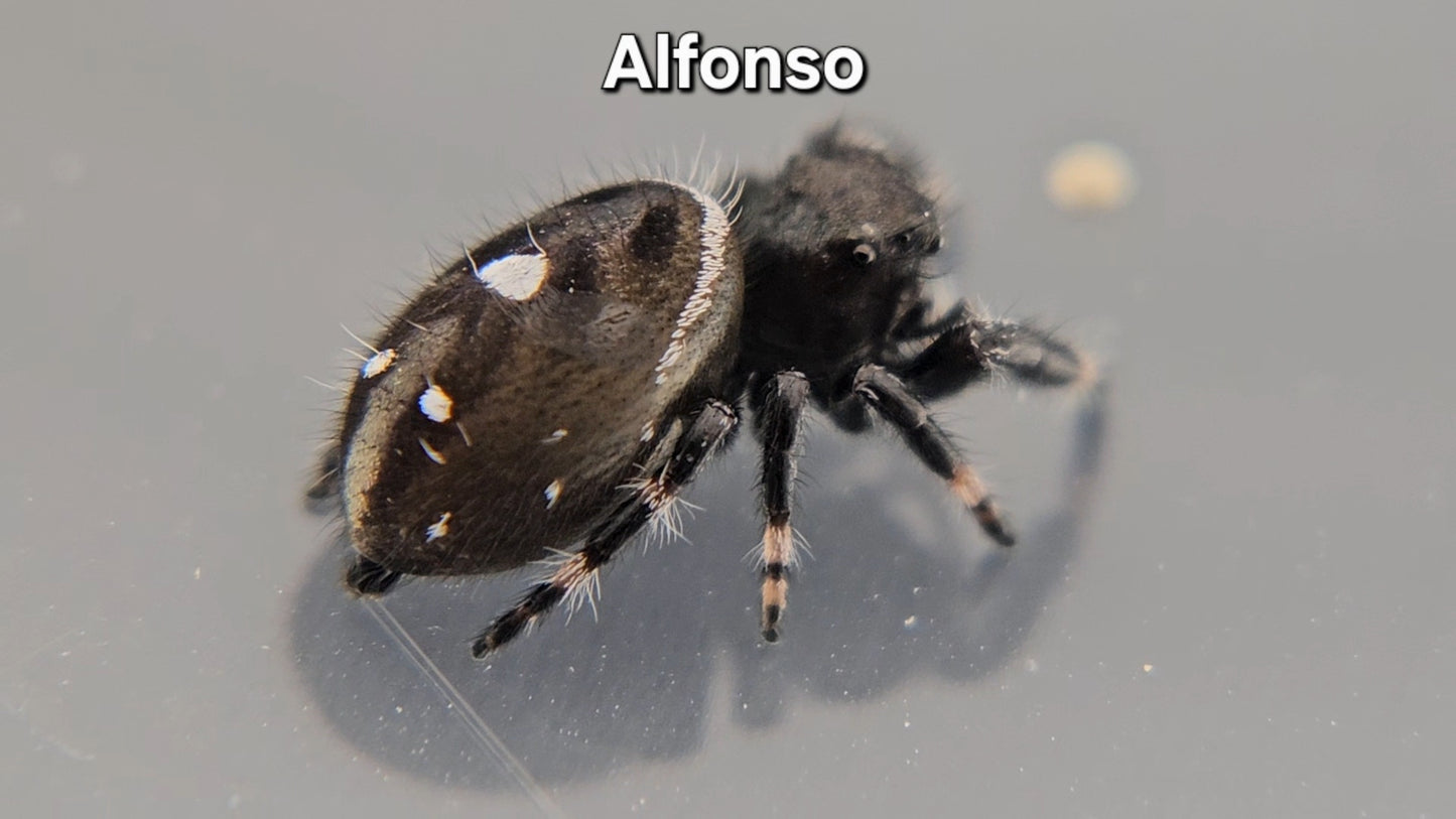 Alfonso