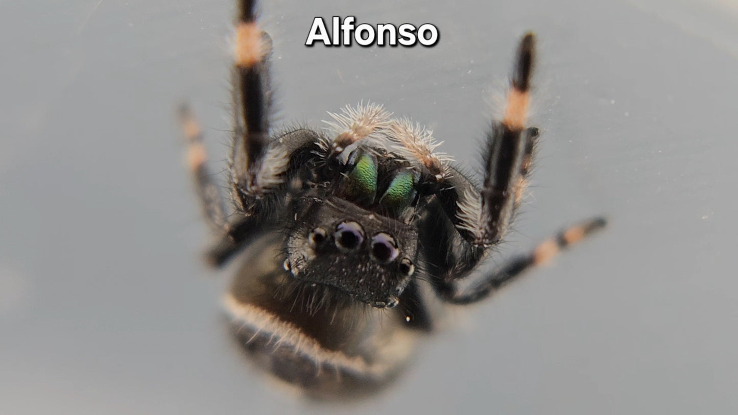 Alfonso