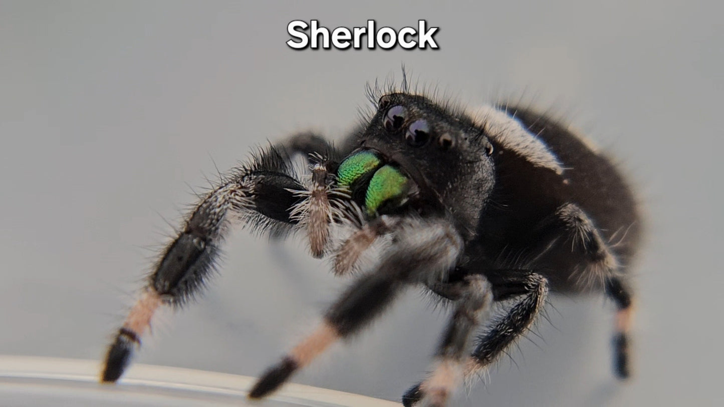 Sherlock - Male Regal