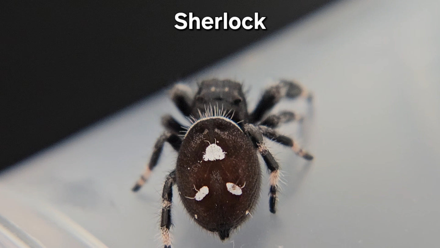Sherlock - Male Regal